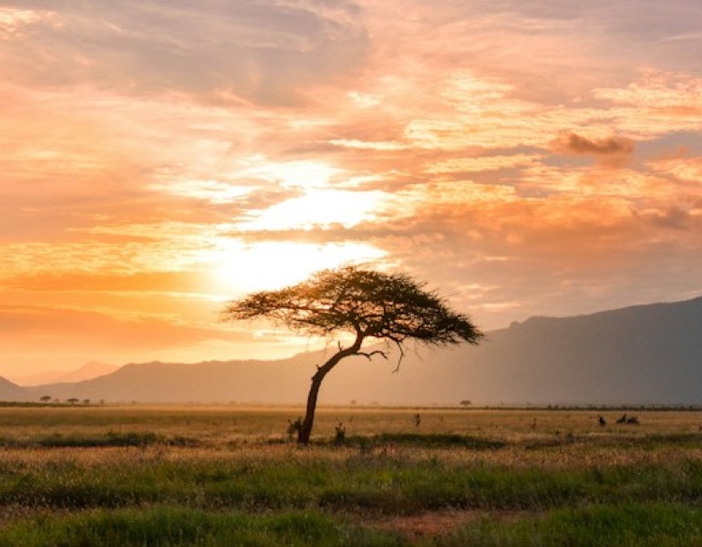 A lone acacia tree on the savanna at sunset